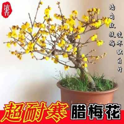 【带花苞】当年开花耐寒梅花腊梅红梅盆景乌梅绿梅花卉绿植盆栽