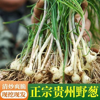 野葱新鲜贵州小根野生苦蒜湖南野小蒜薤白现挖藠头野菜包邮农家