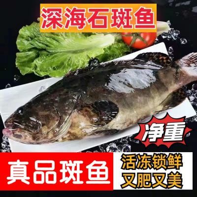 新鲜石斑鱼老虎斑珍珠斑活鱼冷冻大号整鱼深海海捕海鲜顺丰包邮