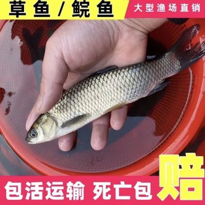 特大大草规格草鱼鱼苗皖鱼淡水脆肉半斤20公分草鱼苗吉林本地鱼