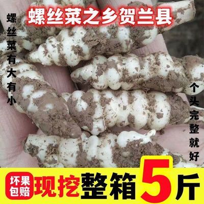 宁夏贺兰新鲜宝塔菜野菜螺丝菜甘露地环地葫芦玉珠地牯牛