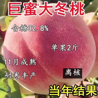 冬桃树苗嫁接新品种特大耐寒耐旱晚熟盆栽地栽南北方种植包成活