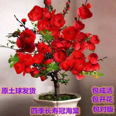 四季海棠花长寿盆栽开花老桩重瓣庭院阳台室内耐寒盆景花卉长寿冠