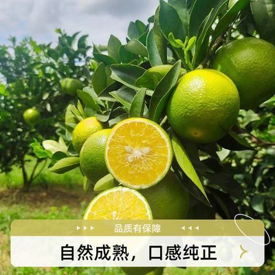 A当季橙子新鲜水果高山脐橙应季手剥甜橙榨汁批发整箱非赣南脐橙