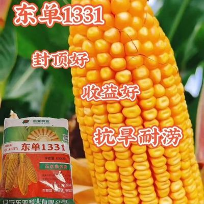 【正品】辽宁东亚东单1331玉米种子稳产大户首选颗粒饱抗旱抗