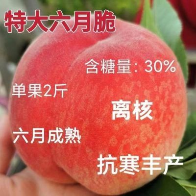 特大六月桃树苗嫁接早熟桃树苗新品种超甜南方北方种植当年结果苗