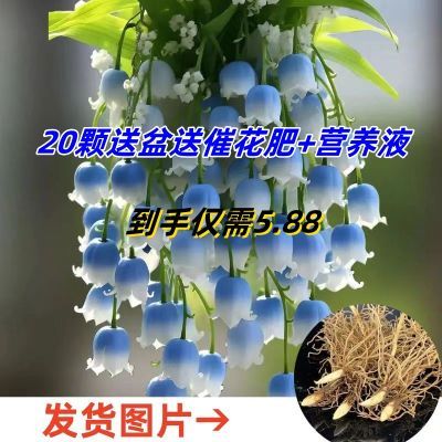 四季浓香型开花铃兰带芽多年生耐寒室内植物花卉阳台好养花苗绿植