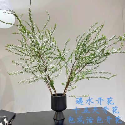 网红干枝鲜枝雪柳泡水开花水培冬季耐寒花卉干枝遇水家居室内绿植