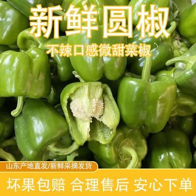 正宗山东寿光菜椒新鲜采摘不辣圆椒微甜好吃辣椒皮薄肉厚纸箱发货