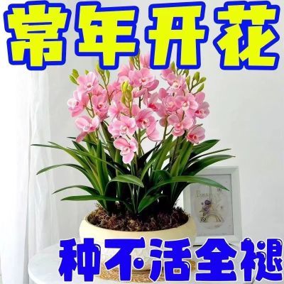 【四季开花】新品橙心兰球根驱蚊虫耐寒花苞重瓣花浓香型花卉盆栽