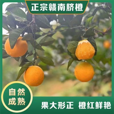 橙子新鲜脐橙新鲜应季水果超甜整箱批发薄皮非果冻橙冰糖橙赣南的