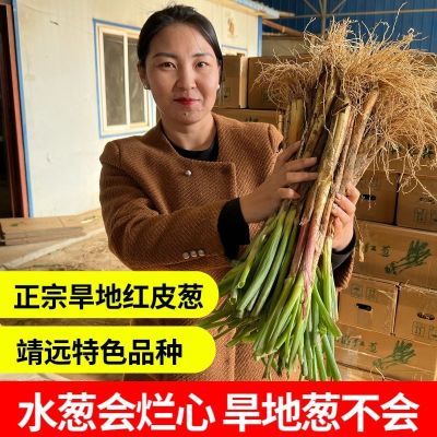 西北冬季甘肃红葱旱地红皮葱现挖现发味浓靖远红葱炒菜炖肉包邮