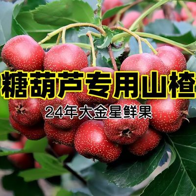 【30斤】24山楂鲜果大金星现摘糖葫芦专用批发打桨鲜果糖葫芦专用