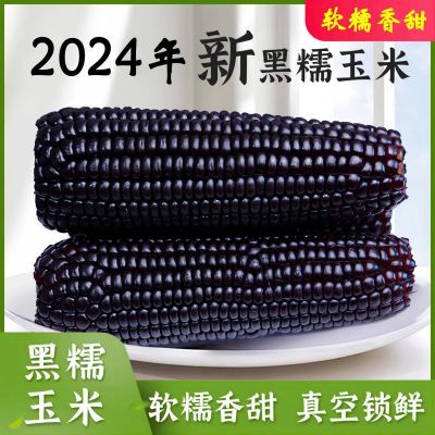 24年黑糯玉米新鲜玉米软糯香甜富含花青素整箱批发粗粮即食代餐