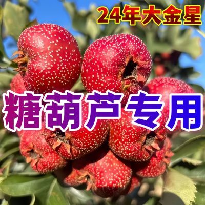 【当季山楂】原装30斤大金星冰糖葫芦专用山楂批发新鲜山楂一整箱