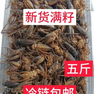 今年野生蟋蟀纯天然新鲜冷冻蛐蛐食用油炸土蛰子油葫芦蝈蝈