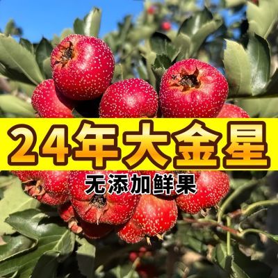 【大量批发】30斤大金星冰糖葫芦专用山楂批发新鲜山楂当季山楂