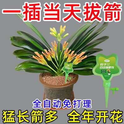 自动施肥】君子兰营养液专用肥料爆箭促箭剂快速开花防黄叶治烂根