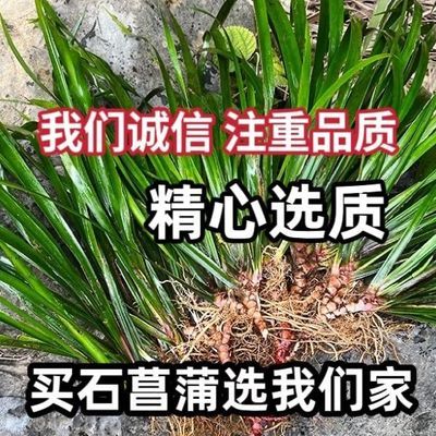 石菖蒲苗种植带根新鲜现挖现发石菖蒲种苗盆栽【15天内发货】