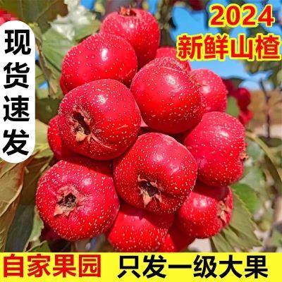 山楂果山楂新鲜农家山里红现摘金星水果糖葫芦批发专用冰糖葫芦