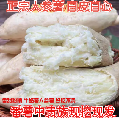 【精品牛奶白皮薯】现挖现发白皮白心黄心薯粉糯香甜当季板栗番薯