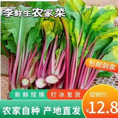 红皮萝卜缨子带叶萝卜杆子做酸菜泡菜梅干菜应季新鲜蔬菜新鲜缨子