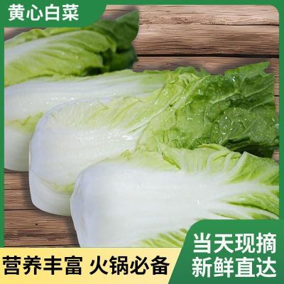 蔬菜大白菜白菜当季新鲜露天云南农家自种黄心绿色蔬菜现砍现发