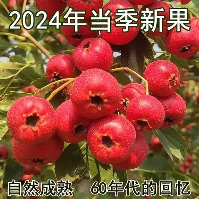 山楂山楂果新鲜农家批发水果金星山里红糖葫芦冰糖葫芦专用红果