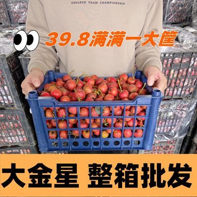 糖葫芦鲜果山里红山楂果批发新鲜专用大金星现摘现发冰糖葫芦鲜果