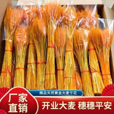 大麦开业花篮花束摆件整箱批发天然干花客厅装饰花店黄金大麦穗