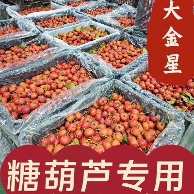 批发山楂糖葫芦专用大金星特大鲜果现摘现发基地直发新鲜农家水果