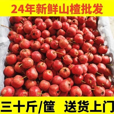 山楂山楂果新鲜鲜果水果甜红子现摘金星山里红冰糖葫芦雪球专用