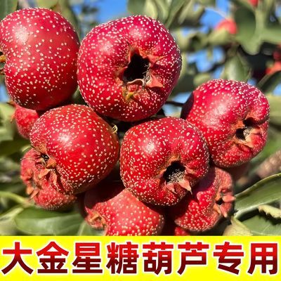 大金星山楂果新鲜装鲜山楂现摘大山楂红果糖葫芦批发价鲜果一整箱