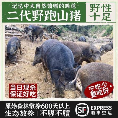 粤北山区放养野二代跑山猪粮食喂养农家黑毛土猪五花排骨肉