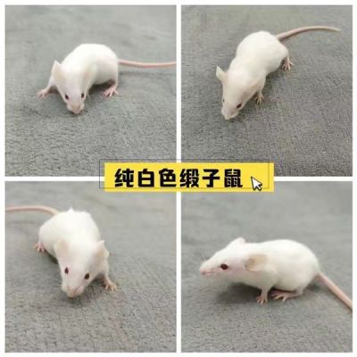 段子鼠繁殖组包活一公三母4只繁殖笼无菌红皮乳鼠成体包邮孕鼠