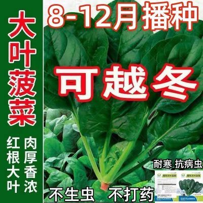 【可越冬】大叶菠菜种子散装菠菜籽高产四季播耐寒秋冬季蔬菜种子