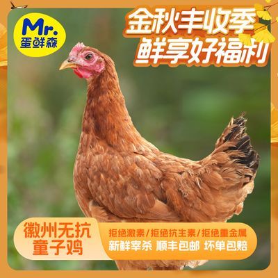 【快团团】蛋鲜森谷饲金奖童子鸡净膛900g±50g/只3只装顺丰包邮