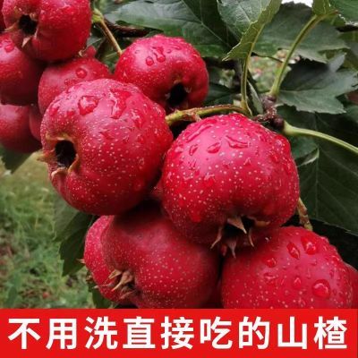 山楂新鲜大果糖葫芦批发当季正宗金星山里红专用水果酸甜冰糖葫芦