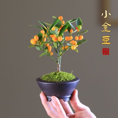 金豆盆栽带果发货冬季耐寒植物绿植客厅庭院观果花卉桌面好养果树