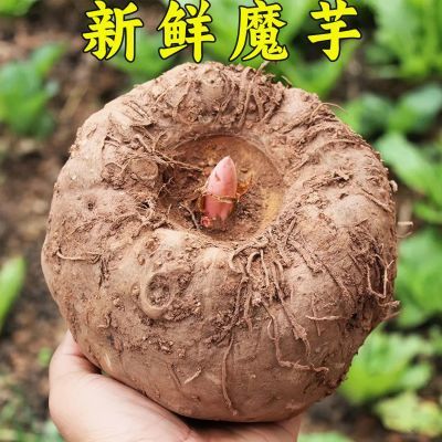 现挖高山农家魔芋新鲜魔芋大魔芋头当季魔芋豆腐原料送食用碱