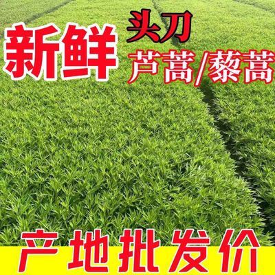 苏北农产品连云港特产新鲜带叶芦蒿 藜蒿产地直发纯手工