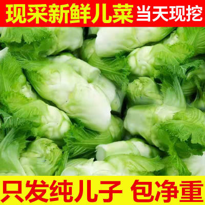 【当天现挖】正宗四川新鲜儿菜娃娃菜嫩儿菜新鲜蔬菜整箱批发包邮