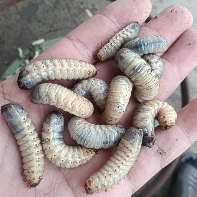 蛴螬活虫猪儿虫活虫活饵鲶鱼草鱼鱼饵鲤鱼野钓青鱼钓鱼饵料包活