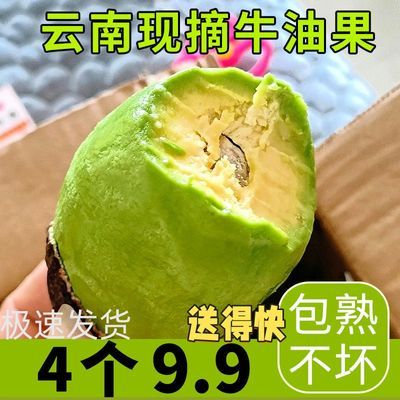 云南哈斯牛油果新鲜水果国产鳄梨批发孕妇应季整箱宝宝辅食