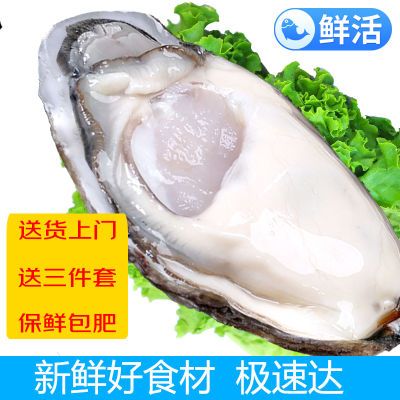 【鲜活生蚝极速达】海鲜水产新鲜特大牡蛎带壳海蛎子火锅食材