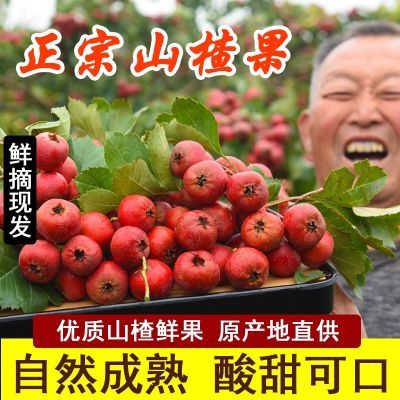 现摘山楂果新鲜鲜果红果酸甜当季大金星特级大果30斤10斤糖葫