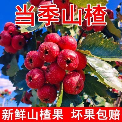 新鲜批发山楂果山楂农家糖葫芦专用水果金星山里红冰糖葫芦红果