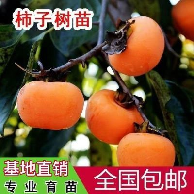 冰糖心脆柿子脆甜柿子树苗耐寒无核南北方种植口感好地栽盆栽