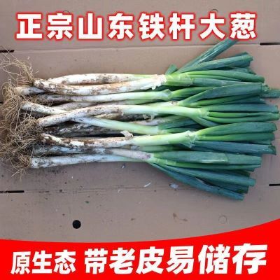 山东铁杆大葱新鲜毛葱蔬菜大葱蘸酱辛辣脆爽小葱新鲜大葱批发包邮