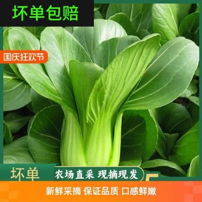 现摘露天上海四季青当季小油菜绿叶菜蔬菜农家菜健康坏单包赔